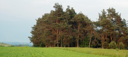 Green filed of winter grain crops and treesの写真素材