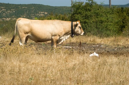 Cow on the pasture, nature outdoor
の写真素材