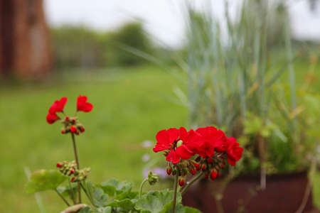 Close-up of red flowers in gardenの写真素材