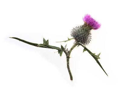 Ant farming Aphids - Single thistle flower isolated on white background の写真素材