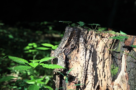 ants, lasius in forest treeの写真素材