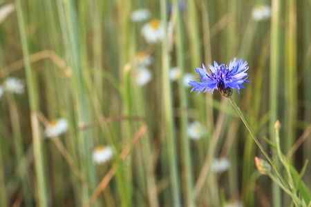 landscape of summer field from blue cornflowerの写真素材