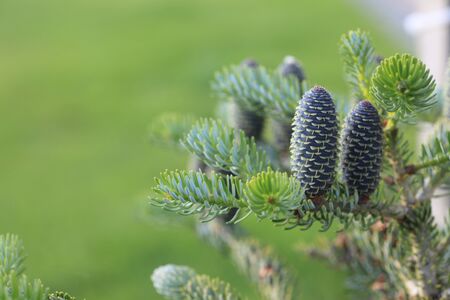 Korean fir - cones green natureの写真素材