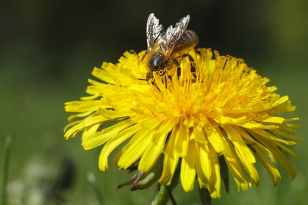 Meadow with yellow dandelion - honey beeの写真素材