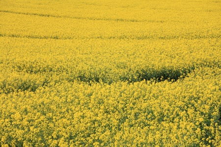 Yellow field rape in bloom with - background