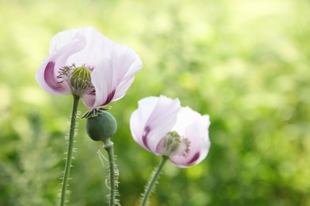 Poppy field with green poppies and pink flowers の写真素材