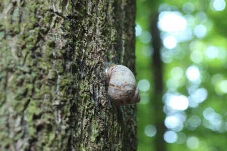 snail on tree trunk - forestの写真素材