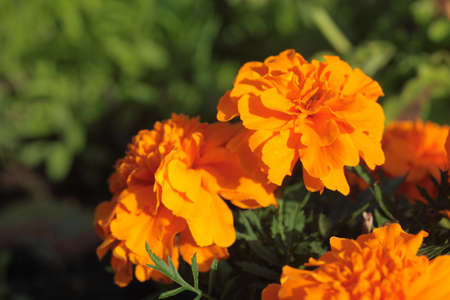 Close-up of orange  flowers in gardenの写真素材