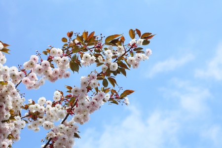 Cherry blossom in blue sky and sun. Nature の写真素材