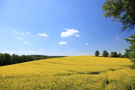 Yellow field rape in bloom with blue sky and white clouds の写真素材