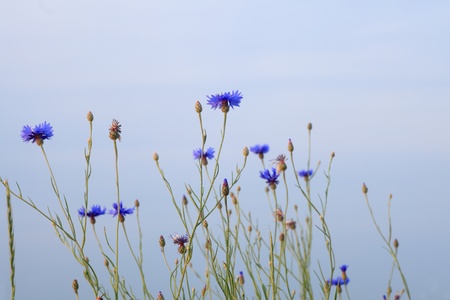 landscape of summer field from blue cornflower and blue sky の写真素材