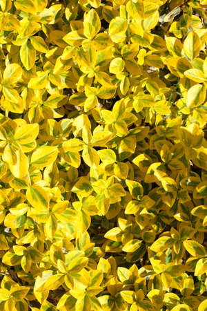 Yellow autumn leaves nature outdoorの写真素材