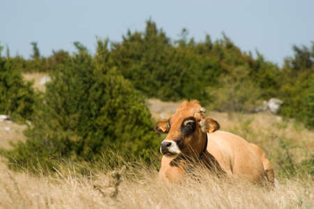 Cow on the pasture, nature outdoor
の写真素材