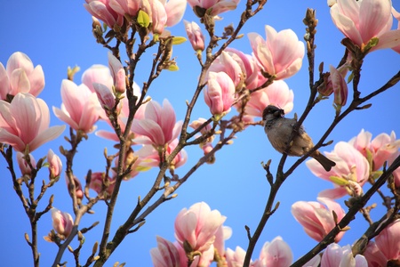magnolia flowers on clear blue skyの写真素材