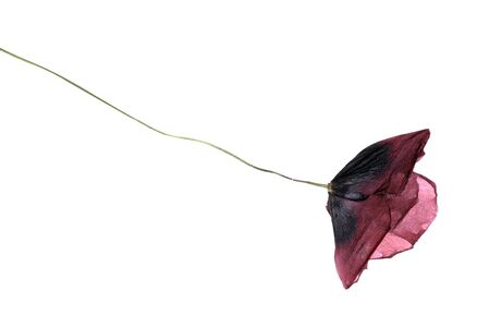 dried Single poppy isolated on white background の写真素材