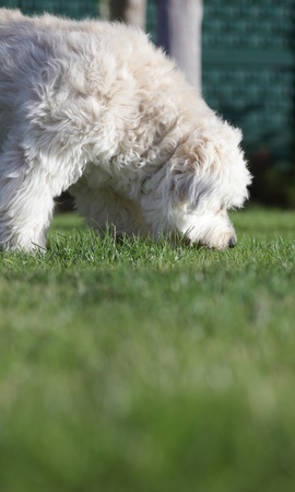 White dog in gardenの写真素材