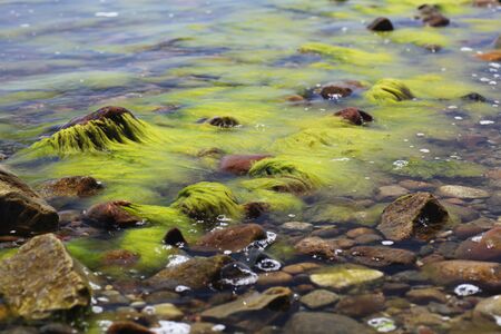 green seaweed in sea waterの写真素材