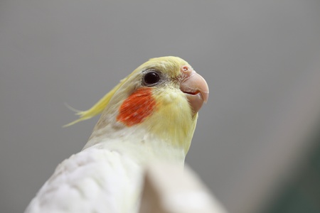 Cheeky Cockatiel parrot in homeの写真素材