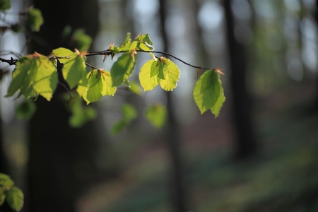 Nature outdoor - Forest in the springtime