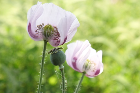 Poppy field with green poppies and pink flowers の写真素材