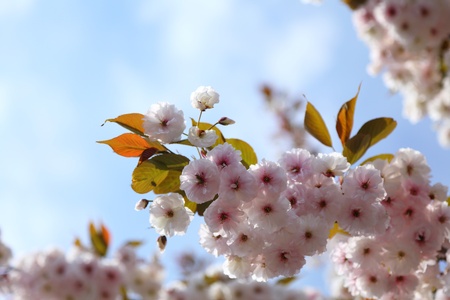 Cherry blossom in blue sky and sun. Nature の写真素材