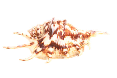 nature sea shell isolated on whiteの写真素材