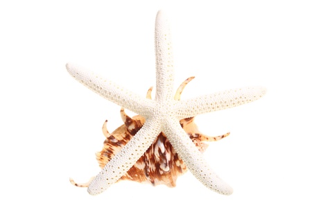 White finger starfish and seashells on white backgroundの写真素材
