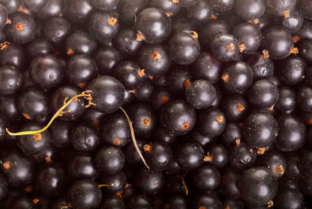 Heap of black currant. Textured background nature blackcurrantの写真素材