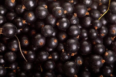 Heap of black currant. Textured background nature blackcurrantの写真素材