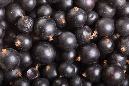 Heap of black currant. Textured background nature blackcurrantの写真素材