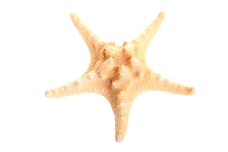 Finger Starfish isolated on white Sea stars and shells natureの写真素材