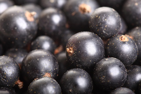 Heap of black currant. Textured background nature blackcurrantの写真素材