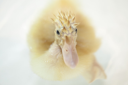punk ducklingのeditorial素材