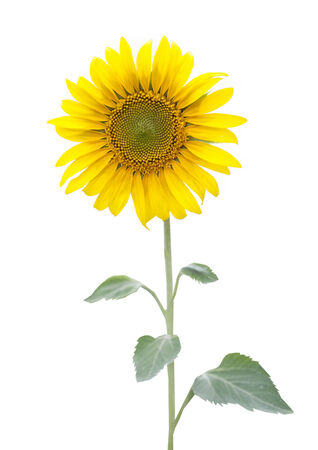 sunflowers with leafsのeditorial素材