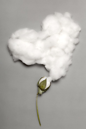 cottonの写真素材