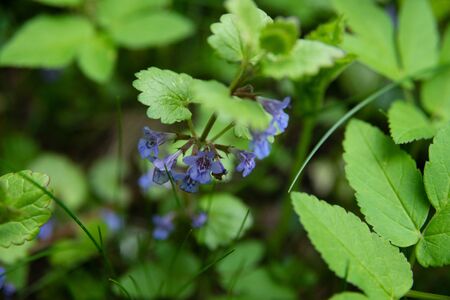 Blue flowers of dog mint on a background of green grassの写真素材