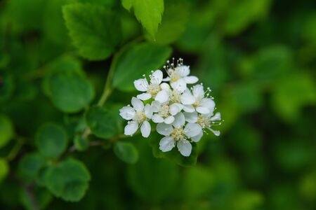 macro photo of white spirea inflorescences