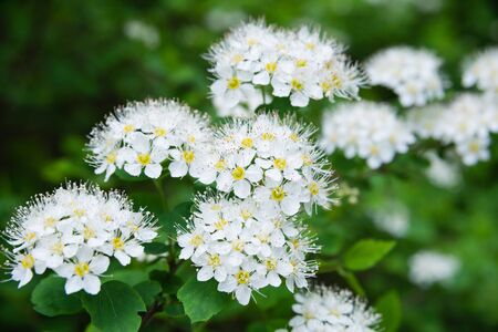 macro photo of white spirea inflorescencesの写真素材