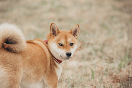 close-up portrait of a dog.Shiba inu on the background of dry grass.Autumn portrait of a dogの写真素材