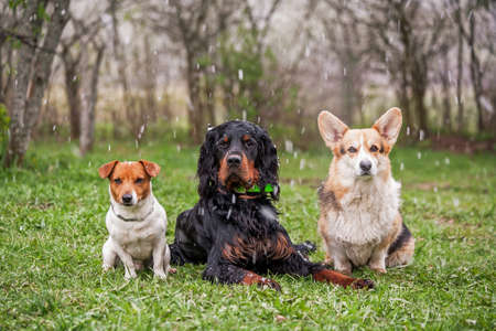 the dog against a forest background. Command to lie down. Portrait of a group of dogs. The Jack Russell Terrier. The Pembroke Welsh Corgi. Setter.の写真素材