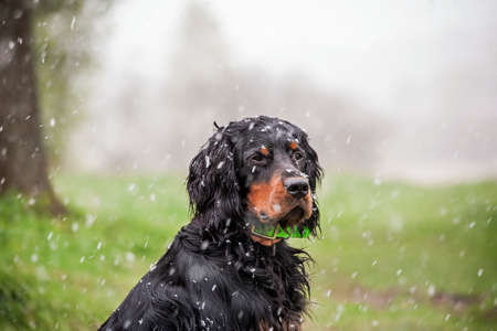 close-up portrait of a dog.Setter against a forest background.the falling snowflakes.Gordon setter with snowflakes on the coatの写真素材