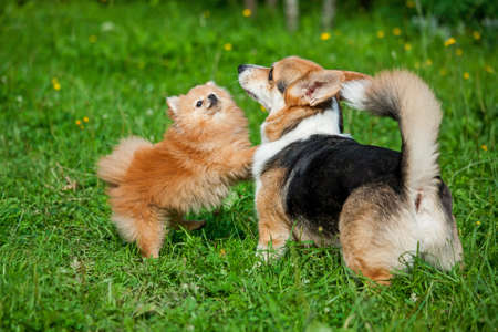 Two dogs playing on the grass.Funny puppies.Dogs on a green background.red Pomeranian puppy.welsh...