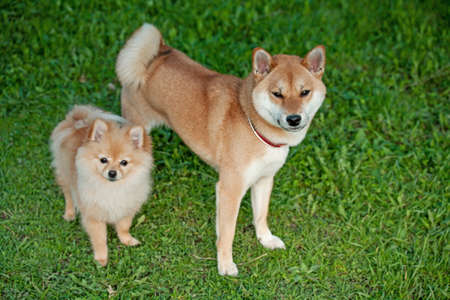 Portrait of two charming dogs.Shiba inu and pomeranian puppy looks at the camera.Loyal friend.の写真素材