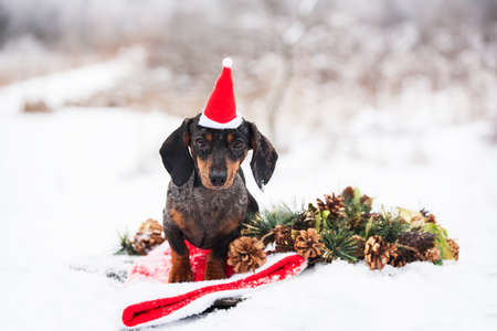 dachshund dressed up as Santa Claus.A dog in a Santa outfit.The New Year Holiday.Christmasの写真素材