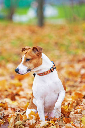 Jack Russell Terrier sitting. The dog looks away. Terrier on the background of autumn leavesの写真素材
