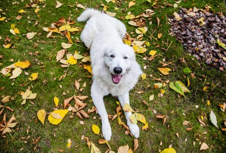 a happy dog lies in the fallen leaves. Maremma in autumn leaves. The white dog executes the lie down...