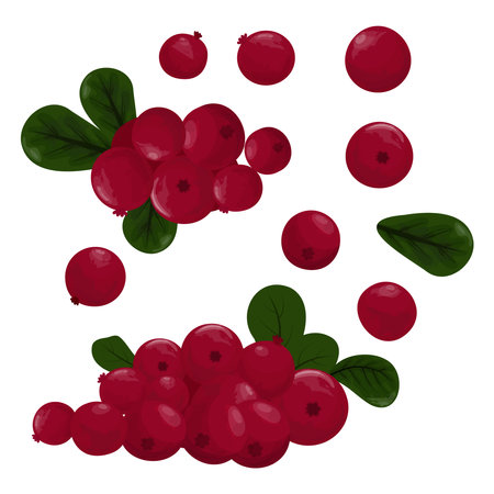 A simple vector drawing of red cranberries.Label and packaging simple designのイラスト素材