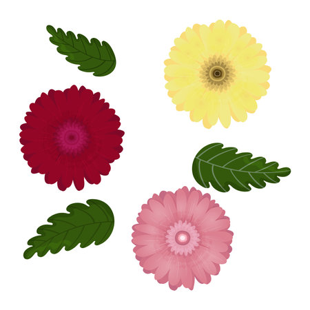 Vector set of three colorful gerbera flowers and leaves isolated on white background.のイラスト素材