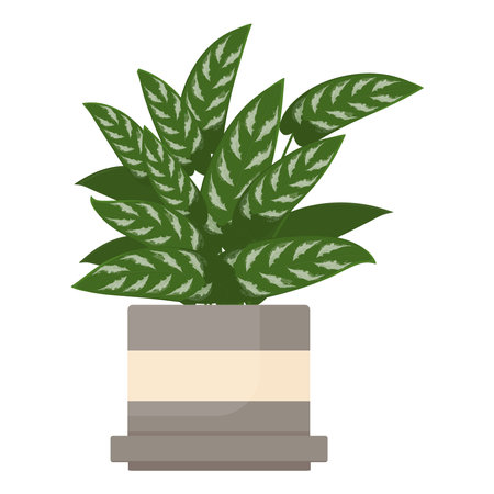 Aglaonema in a flower pot. A houseplant in a gray-beige clay pot.のイラスト素材