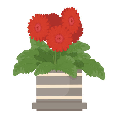 A plant with flowers. Gerbera jamesonii house plant in flower pot, vector icon on whote background.のイラスト素材